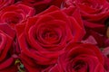 Closeup of a fresh red rose. Big bunch of red roses. Rose flower pattern. Royalty Free Stock Photo