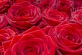 Closeup of a fresh red rose. Big bunch of red roses. Rose flower pattern. Royalty Free Stock Photo