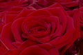 Closeup of a fresh red rose. Big bunch of red roses. Rose flower pattern. Royalty Free Stock Photo