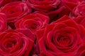 Closeup of a fresh red rose. Big bunch of red roses. Rose flower pattern. Royalty Free Stock Photo