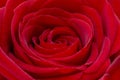 Closeup of a fresh red rose. Big bunch of red roses. Rose flower pattern. Royalty Free Stock Photo