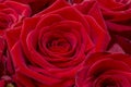 Closeup of a fresh red rose. Big bunch of red roses. Rose flower pattern. Royalty Free Stock Photo