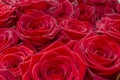 Closeup of a fresh red rose. Big bunch of red roses. Rose flower pattern. Royalty Free Stock Photo