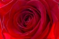 Closeup of a fresh red rose. Big bunch of red roses. Rose flower pattern. Royalty Free Stock Photo