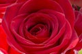 Closeup of a fresh red rose. Big bunch of red roses. Rose flower pattern. Royalty Free Stock Photo