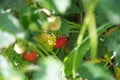 Closeup of fresh red strawberries growing on the vine Royalty Free Stock Photo