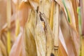 Closeup of fresh ripe corn on stalk, yellow niblets peeking out Royalty Free Stock Photo