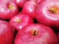 Closeup of fresh ripe juicy red apples after harvest in a crate with water drops. The apple variety is red delicious. Royalty Free Stock Photo