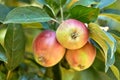 Closeup of fresh and ripe red apples growing on trees for harvest in a sustainable orchard outdoors on a sunny day Royalty Free Stock Photo