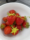 Closeup of fresh ripe red strawberries in a white bowl Royalty Free Stock Photo