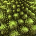 Closeup of Fresh Romanesco Broccoli