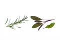 Fresh rosemary and sage leaves isolated on white background with copy space above Royalty Free Stock Photo