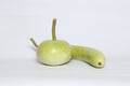 Closeup of fresh round and bottle gourds isolated on a white background