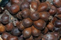 Closeup of fresh Salacca fruit or Zalacca , Salak , Snake fruit.