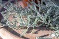 Closeup of fresh Santolina chamaecyparissus plant