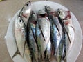 Closeup of fresh sardines on plate Royalty Free Stock Photo