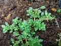 Closeup fresh small green leaves of Rockweed, Artillery plant, Gunpowder plant, Brilhantina (Pilea Microphylla Liebm)