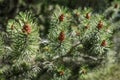 Closeup of a fresh smelling fir tree branches in the woods springtime in sunlight with green prickly needles and new Royalty Free Stock Photo