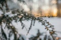 Snow On Pine Tree Leaves During Sunset Royalty Free Stock Photo