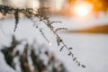 Snow On Pine Tree Leaves During Sunset Royalty Free Stock Photo