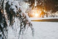Snow On Pine Tree Leaves During Sunset Royalty Free Stock Photo