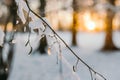 Snow On Pine Tree Leaves During Sunset Royalty Free Stock Photo