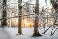 Snow On Pine Tree Leaves During Sunset Royalty Free Stock Photo