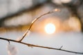 Snow On Pine Tree Leaves During Sunset Royalty Free Stock Photo