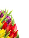 Closeup of fresh spring flowers with water drops Royalty Free Stock Photo