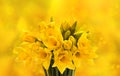 Closeup of fresh spring narcissus flowers Royalty Free Stock Photo