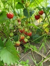 Closeup of fresh strawberries with green leaves growing in a garden Royalty Free Stock Photo