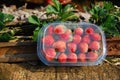 Closeup Fresh Strawberry in plastic box for take home at strawberry field , angkhang , chiang maithailand Royalty Free Stock Photo