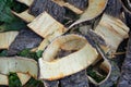 A closeup of fresh strips of an apple tree bark