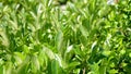 Closeup fresh tea leaves in morning sunlight Royalty Free Stock Photo