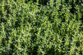 Closeup of fresh Thymus Vulgaris herb, aromatic perennial flavored leaves