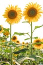 Fresh Sunflower in the field