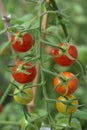 Closeup of cherry tomatoes ripe on the  vine. Fresh vegetables from the summer garden. Royalty Free Stock Photo