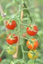 Closeup of cherry tomatoes ripe on the  vine. Fresh vegetables from the summer garden. Royalty Free Stock Photo