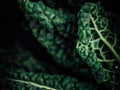 Closeup of fresh vibrant green kale leaves Royalty Free Stock Photo