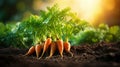 Closeup of fresh and vibrant organic carrot vegetable growing in fertile garden soil background