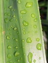 closeup of fresh water droplets on pandan Royalty Free Stock Photo