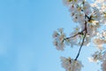 Closeup of fresh white and pink flowers against a blue sky. Royalty Free Stock Photo