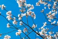 Closeup of fresh white and pink flowers against a blue sky. Royalty Free Stock Photo