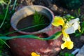 Closeup of a fresh yellow iris flower on the background of a vintage jug with a plant Royalty Free Stock Photo