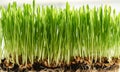 Closeup of fresh young green barley grass growing in soil. Homegrown microgreen or healthy nutritional supplement Royalty Free Stock Photo