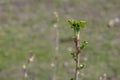 Closeup fresh young green sprouts on branches of black currant in spring. Selective focus. The background is blurred Royalty Free Stock Photo