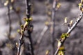 Closeup fresh young green sprouts on branches of black currant in spring. Selective focus. The background is blurred Royalty Free Stock Photo