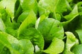 Closeup of fresh ypung romaine lettuce leaves Royalty Free Stock Photo