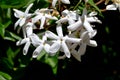 A closeup of freshly blossomed trachelospermum jasminoides flowers Royalty Free Stock Photo