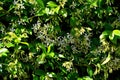 A closeup of freshly blossomed trachelospermum jasminoides flowers Royalty Free Stock Photo